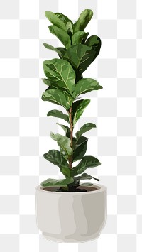 Potted plant PNG sticker, fiddle leaf fig