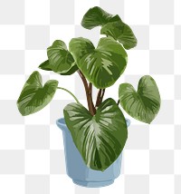 Potted plant PNG sticker, Philodendron melanoneuron