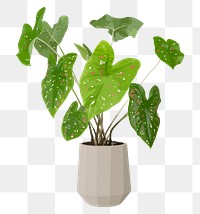 Houseplant PNG clipart, African mask plant