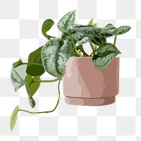 Potted plant PNG clipart, pothos