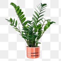 Potted plant PNG sticker, Zanzibar Gem