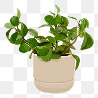 Houseplant PNG sticker, Baby rubber plant