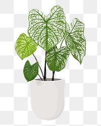 Plant PNG sticker, Alocasia polly