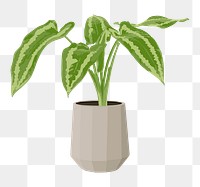 Potted plant PNG sticker, Alocasia