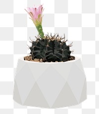 Potted plant PNG  sticker, indoor Hedgehog cactus