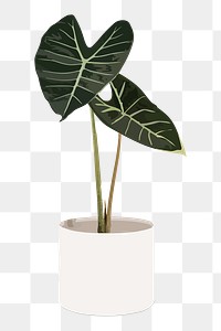 Potted plant PNG sticker, Alocasia longiloba