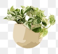 Plant PNG sticker, marble queen pothos