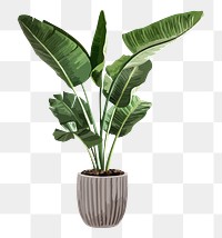 Plant PNG clipart, banana tree