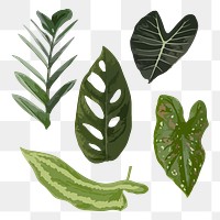Leaf PNG clipart image set with transparent background