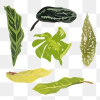 Leaf PNG clipart image set with transparent background