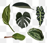 Leaf PNG clipart image set with transparent background