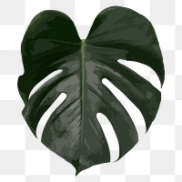 Monstera PNG clipart, tropical leaf image