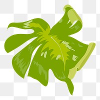 Monstera PNG clipart, tropical leaf image