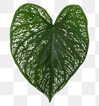 Leaf PNG clipart, tropical Anthurium leaf image