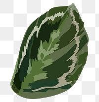 Leaf PNG clipart, Calathea medallion image