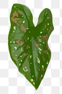 Leaf PNG clipart, African Mask Plant image