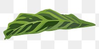 Leaf PNG clipart, tropical Chinese evergreen image