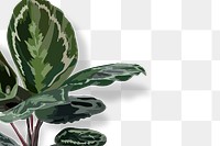 Leaf PNG transparent background, Calathea medallion houseplant