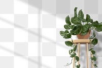 House Plant PNG background, pothos transparent wall with natural light