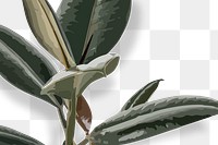 Rubber plant PNG transparent background, green leaf houseplant