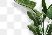 Banana tree PNG transparent background, green leaf houseplant