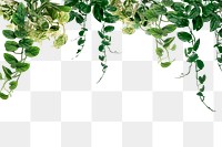 Leaf PNG transparent background, houseplant