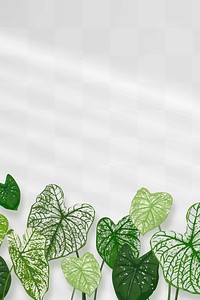 Houseplant PNG background, Alocasia polly transparent wall with natural light