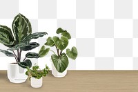 Houseplant PNG background transparent wall