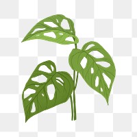 PNG monstera swiss cheese leaf sticker botanical illustration