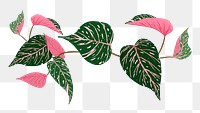 Leaf PNG calathea plant botanical illustration