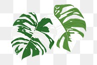 PNG monstera leaf sticker botanical illustration