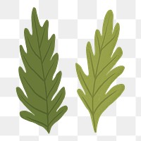 Leaf PNG sticker plant botanical illustration