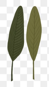 Leaf PNG sticker plant botanical illustration