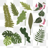 PNG tropical leaf sticker plant botanical illustration set