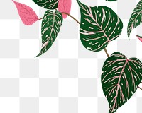 PNG plant sticker botanical illustration