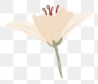 Lily png flower sticker white illustration