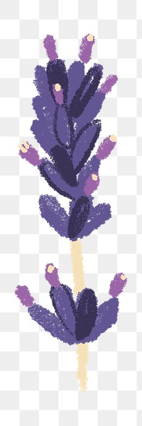 Lavender png flower sticker purple illustration