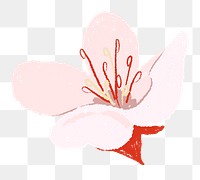 Flower png cherry blossom sticker pink illustration