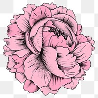 Vintage old school flash tattoo pink rose png icon