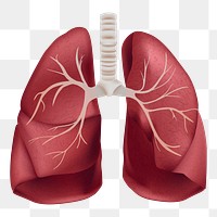 Png human lungs medical illustration