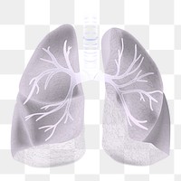 Png human lungs medical illustration