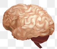 Png human brain illustration in brown