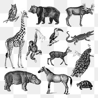 Hand drawn png wildlife bw, remix from artworks by Charles Dessalines D'orbigny