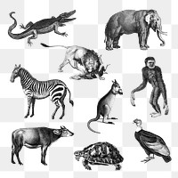 Vintage animal set png, remix from artworks by Charles Dessalines D'orbigny