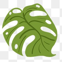 Green monstera leaf design element 