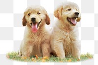 Golden retriever png puppies sitting, animal and pet image