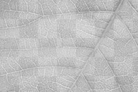 Leaf texture png overlay, abstract design on transparent background 
