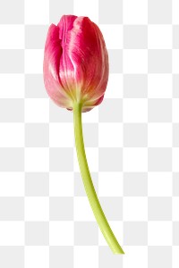 PNG pink tulip, flower sticker, transparent background