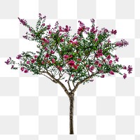 Tree png sticker, nature on transparent background