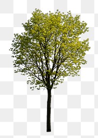 Tree png sticker, nature on transparent background